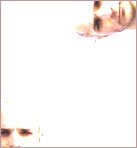 http://www.grographics.com/images/manymebaldy.jpg
