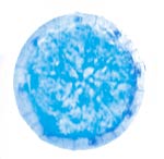 Veggie Pizza has cheese, capsicum and many varieties