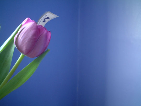 a tulip with a piezo