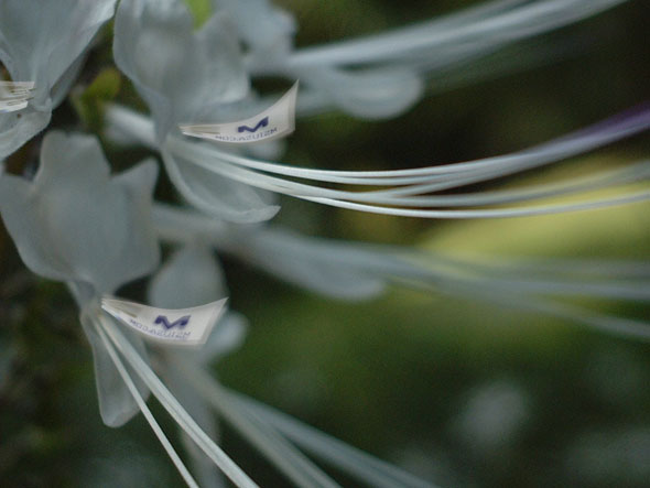 a tulip with a piezo