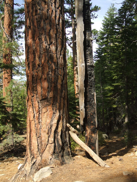 http://www.grographics.com/swedishideas/CogBones/burnt-tree.jpg